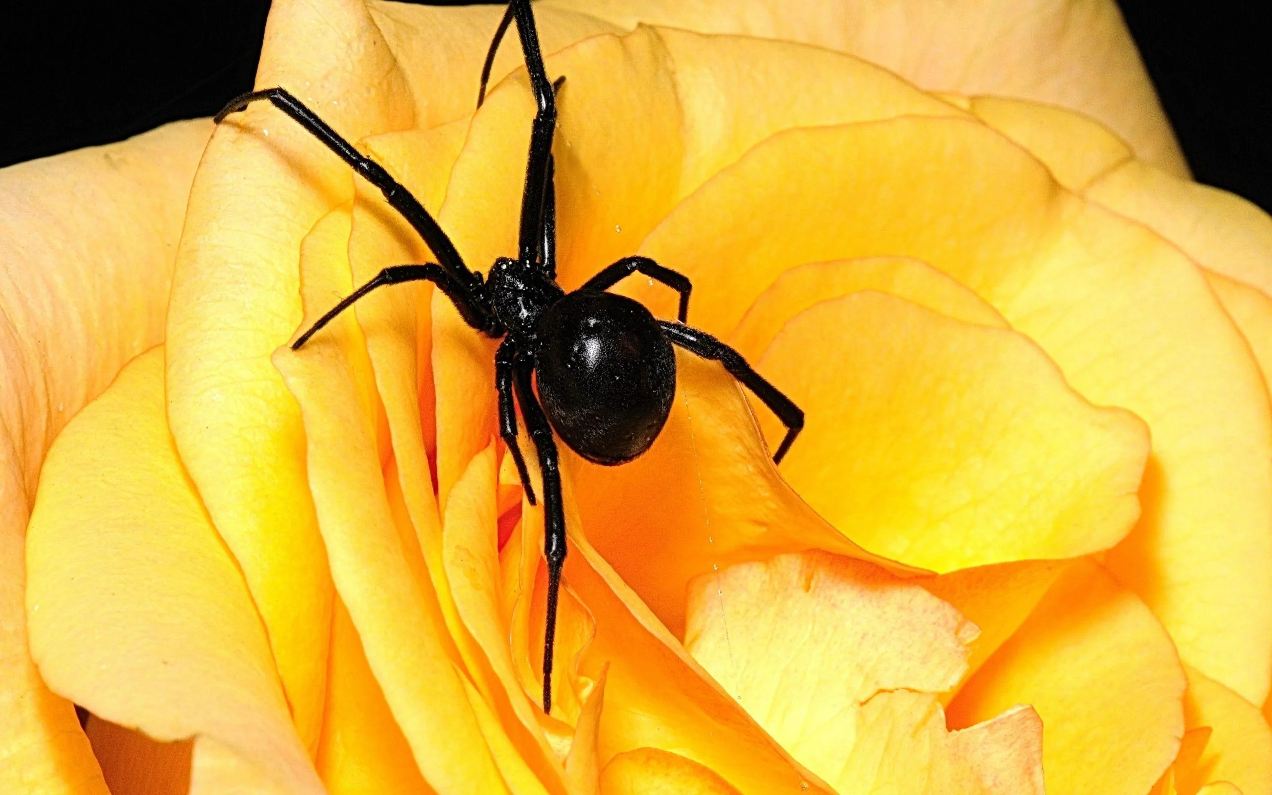 black widow spiders wallpapers 8