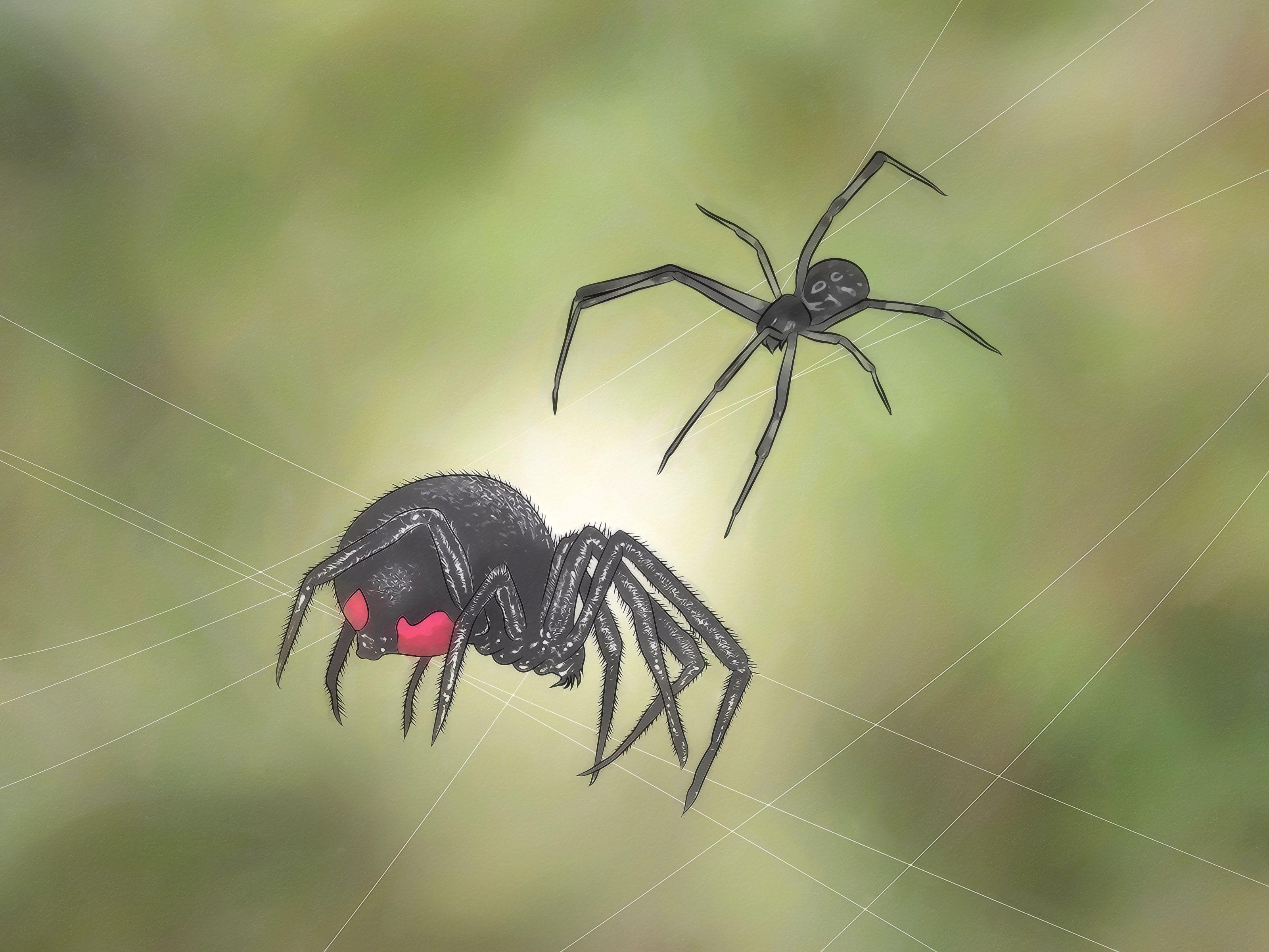 Black Widow Spiders Wallpapers