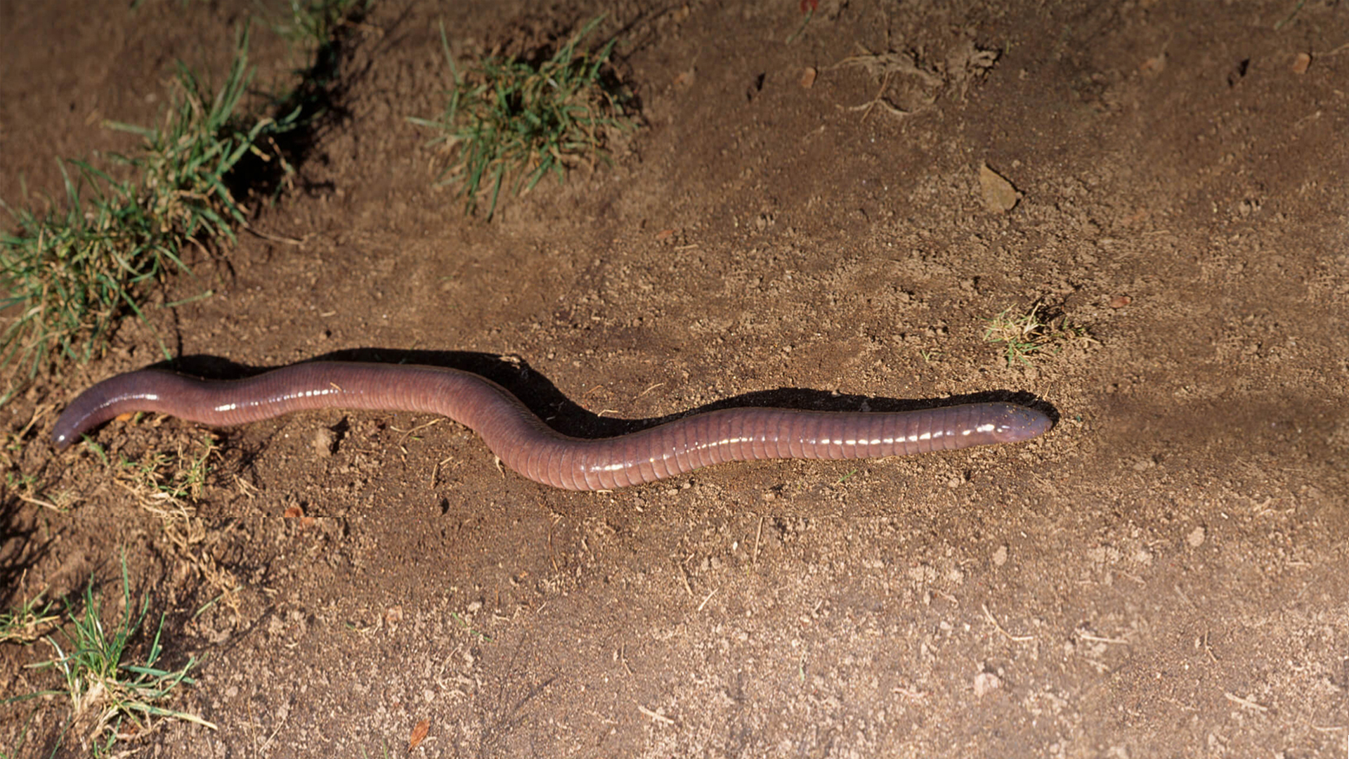 Caecilians Wallpapers