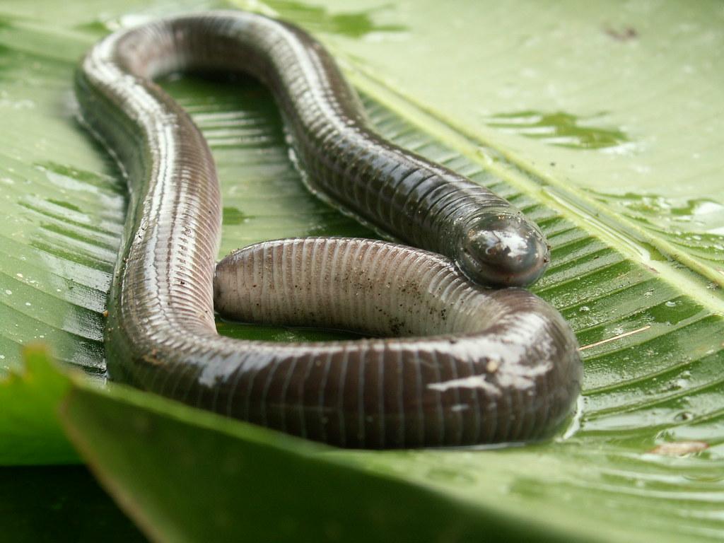 Caecilians Wallpapers