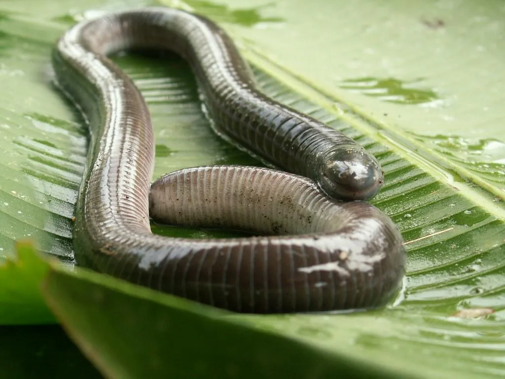 caecilians wallpapers 2