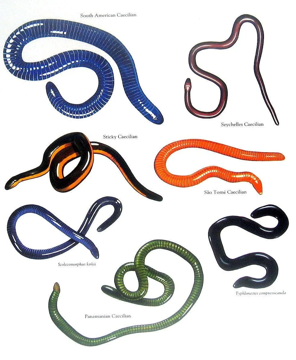 caecilians wallpapers 3