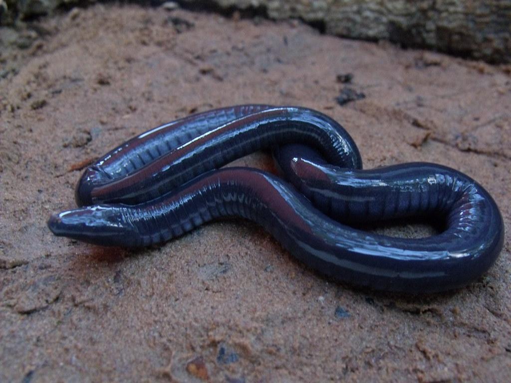 Caecilians Wallpapers