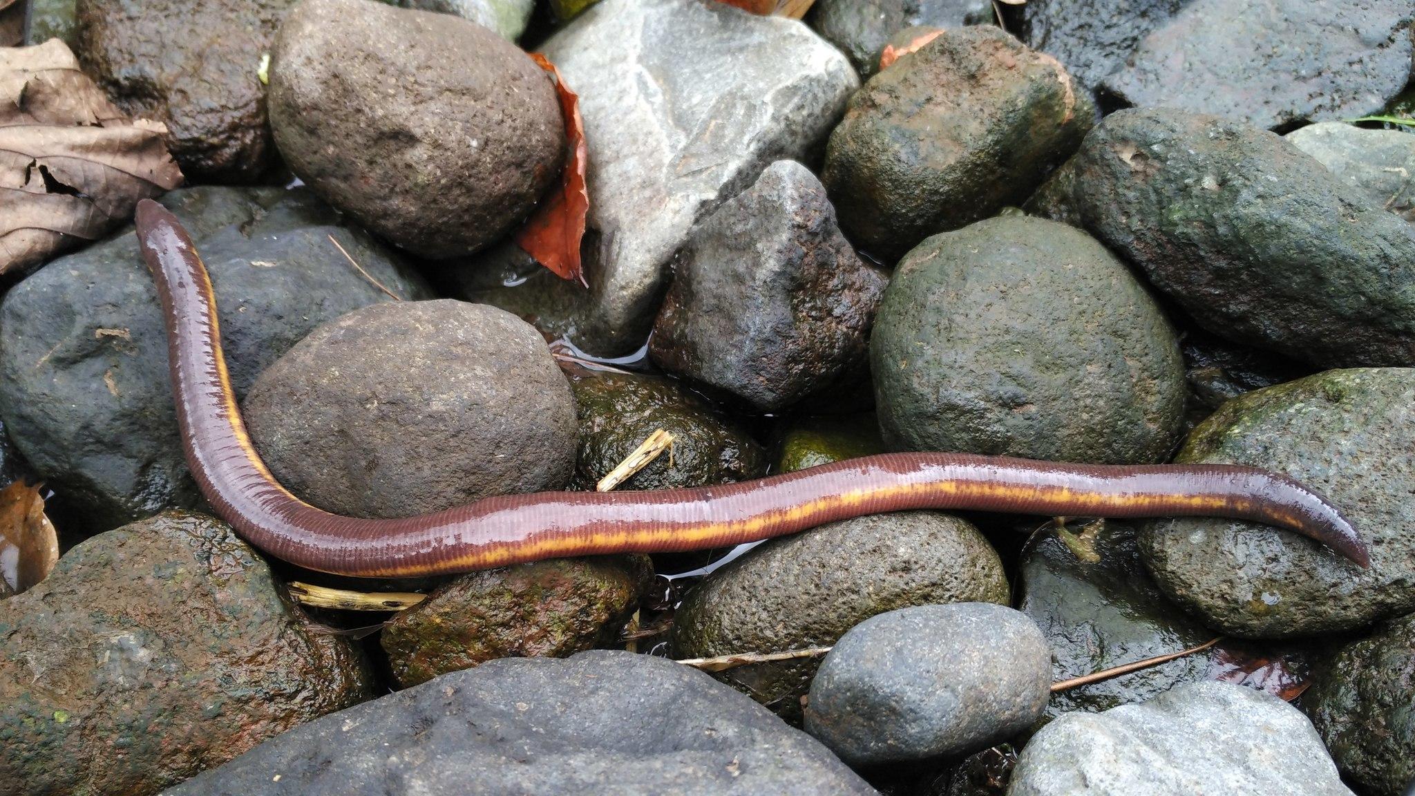 Caecilians Wallpapers