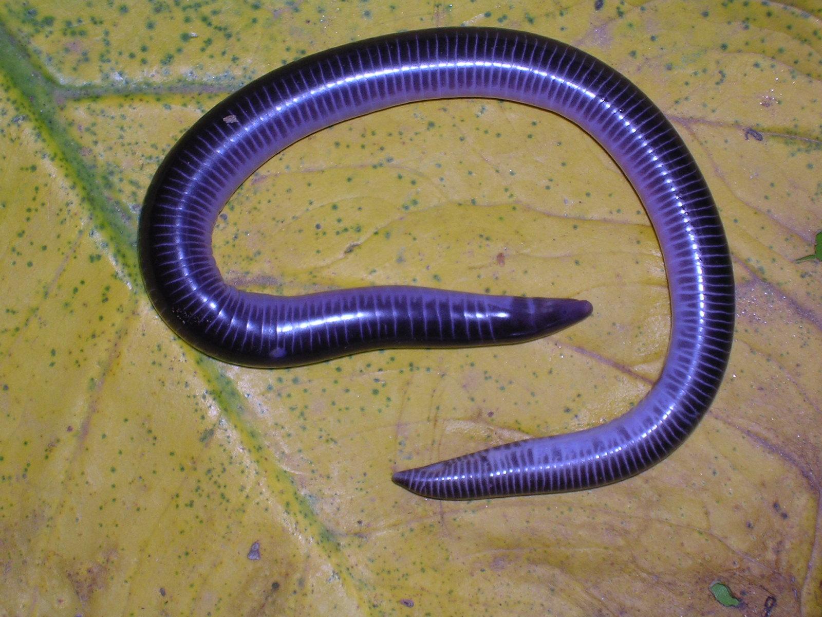 Caecilians Wallpapers