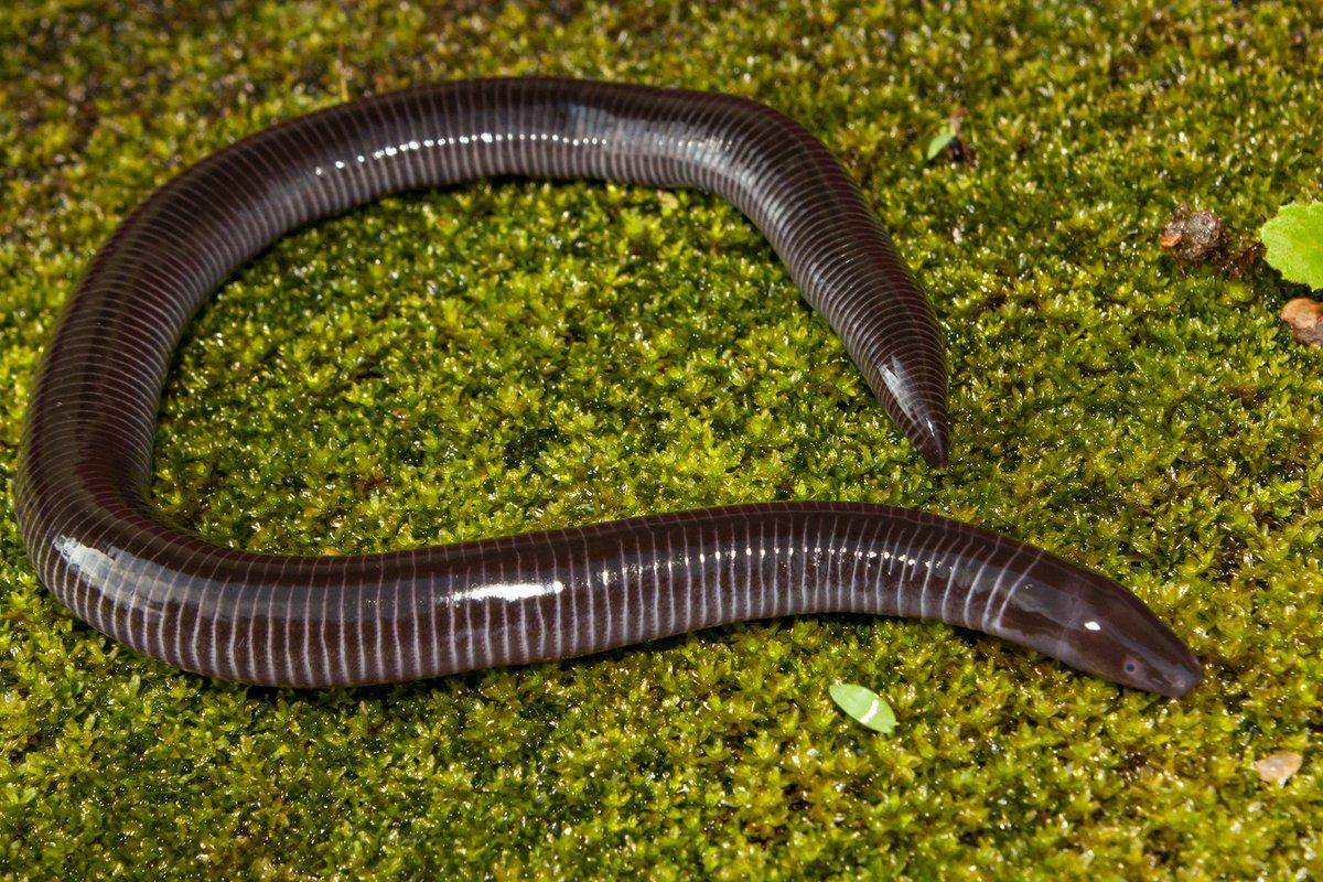 Caecilians Wallpapers