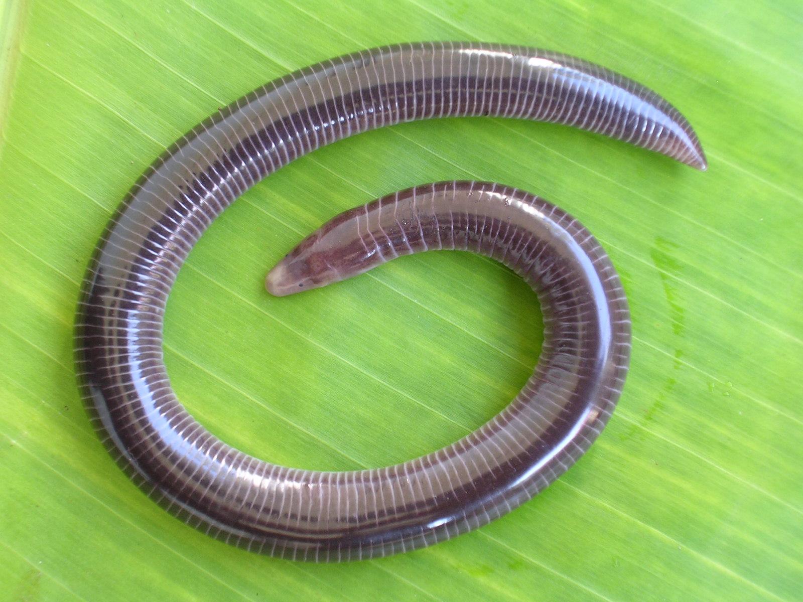 Caecilians Wallpapers