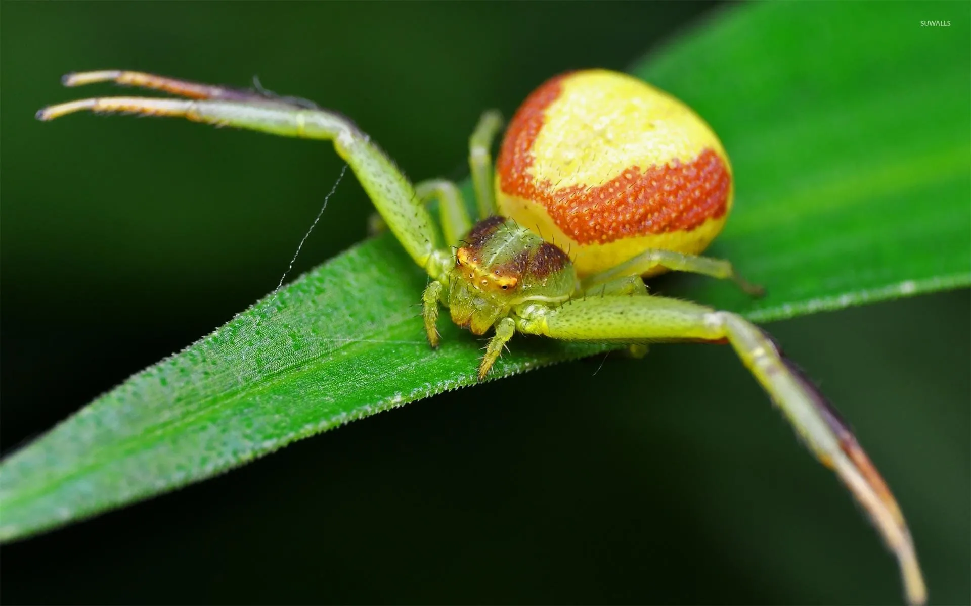 crab spiders wallpapers