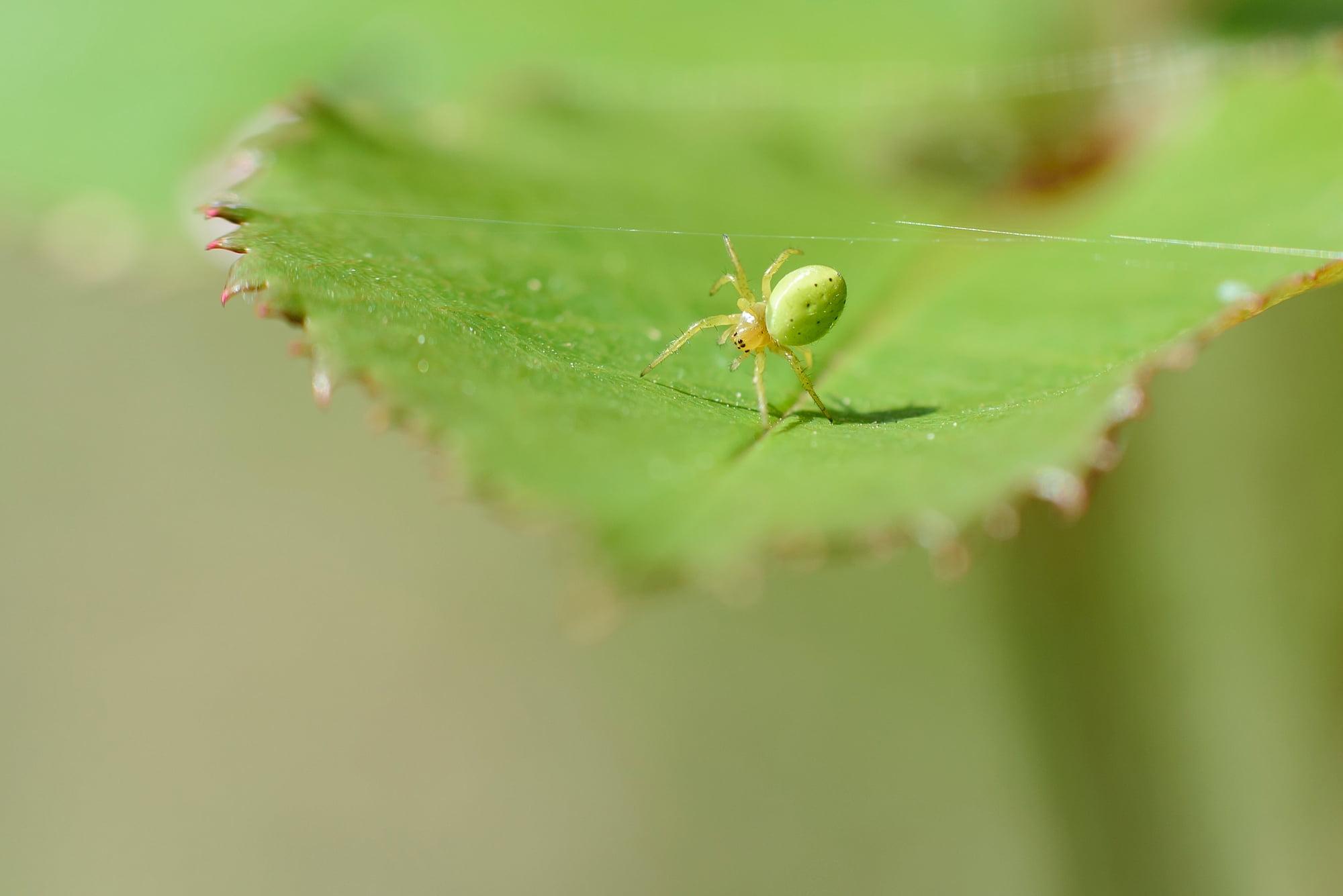 Crab Spiders Wallpapers