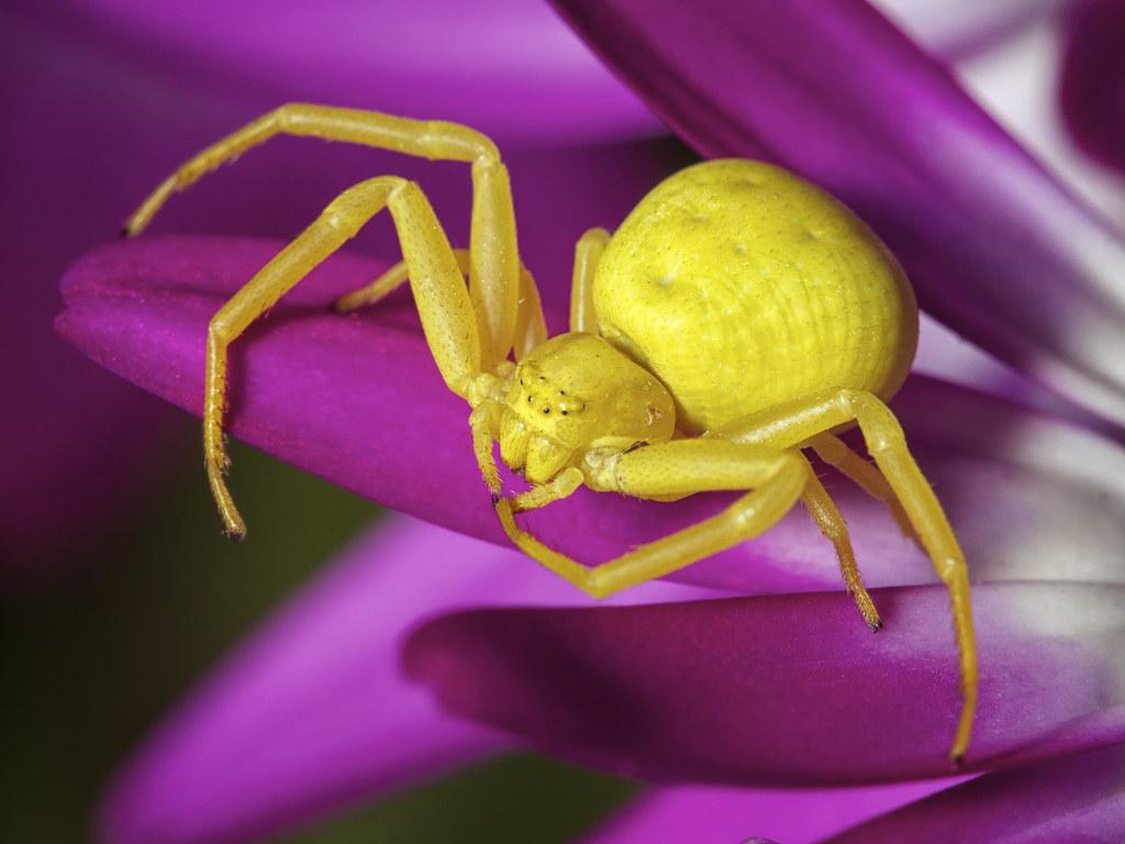 Crab Spiders Wallpapers