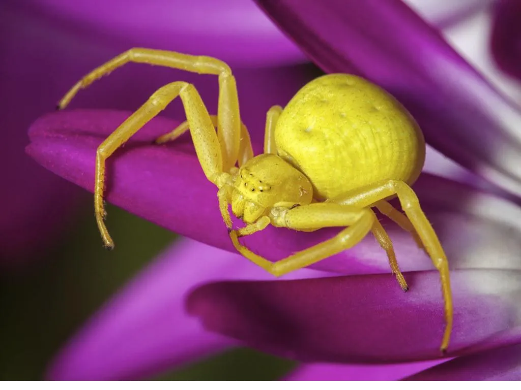 crab spiders wallpapers 3