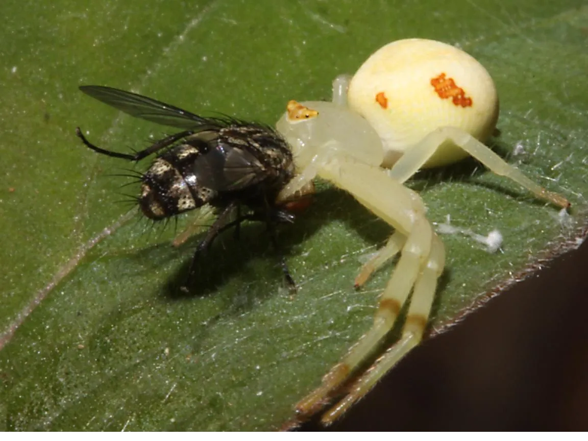crab spiders wallpapers 4