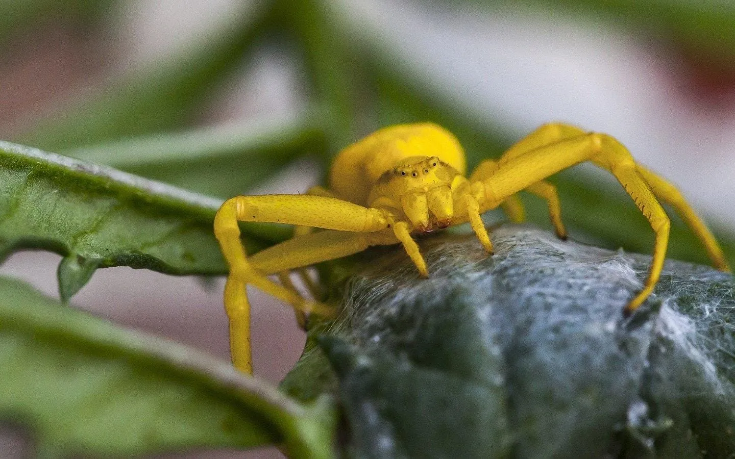 crab spiders wallpapers 5