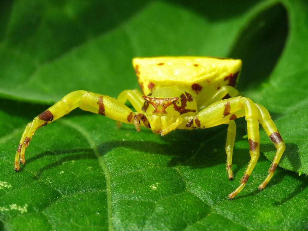 Crab Spiders Wallpapers