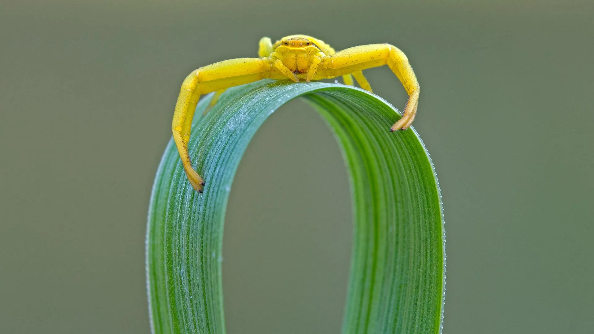 crab spiders wallpapers 7