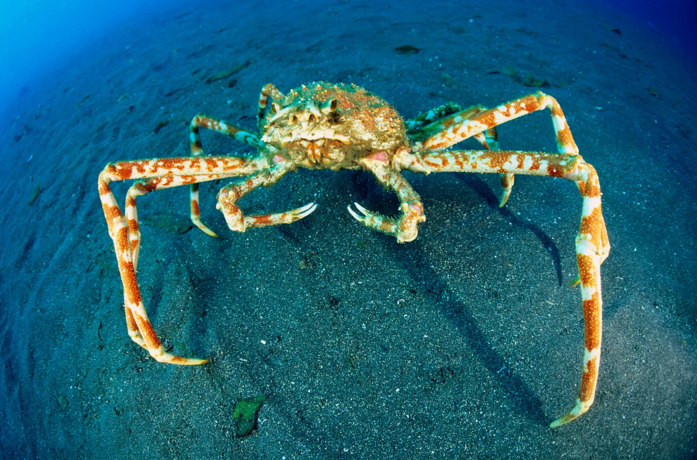 crab spiders wallpapers 8