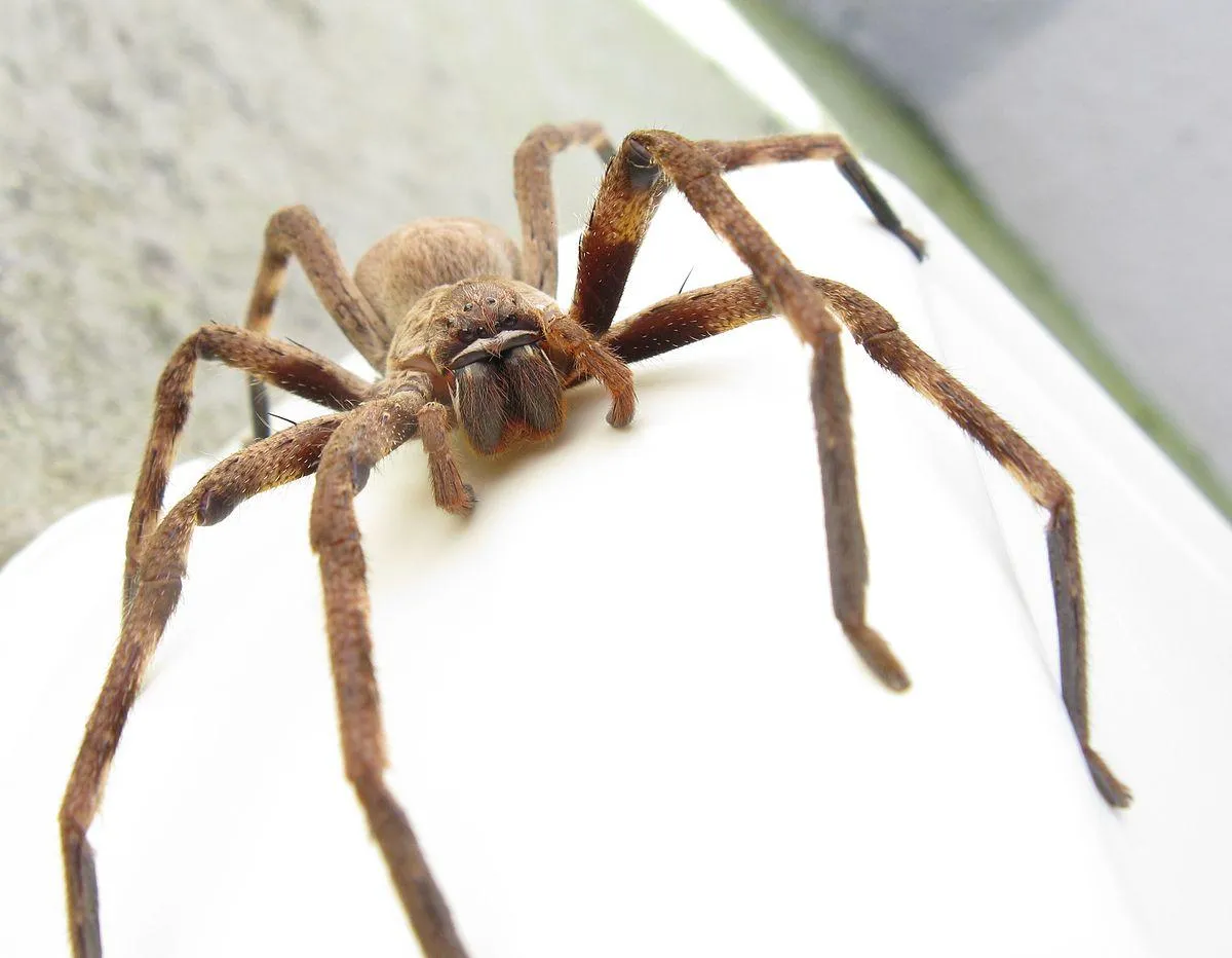 crab spiders wallpapers 9