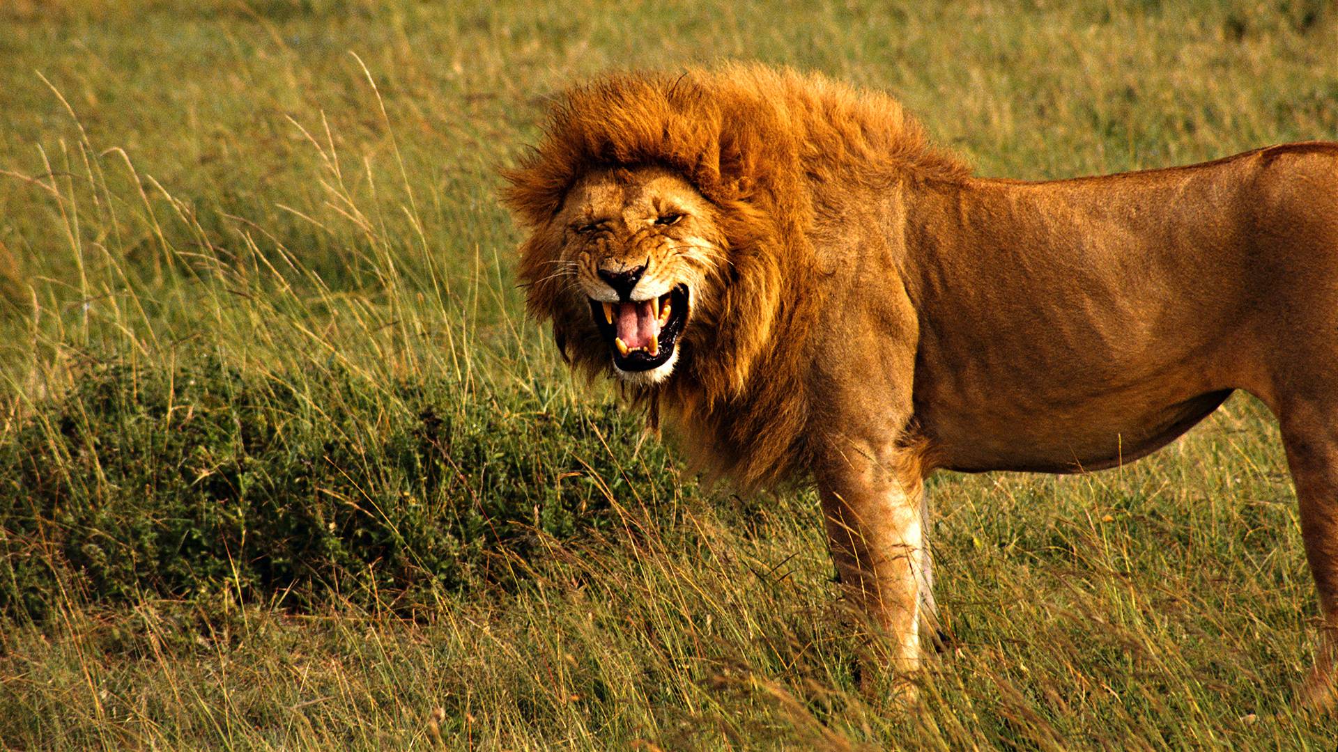 lion solo hunting desktop background 2