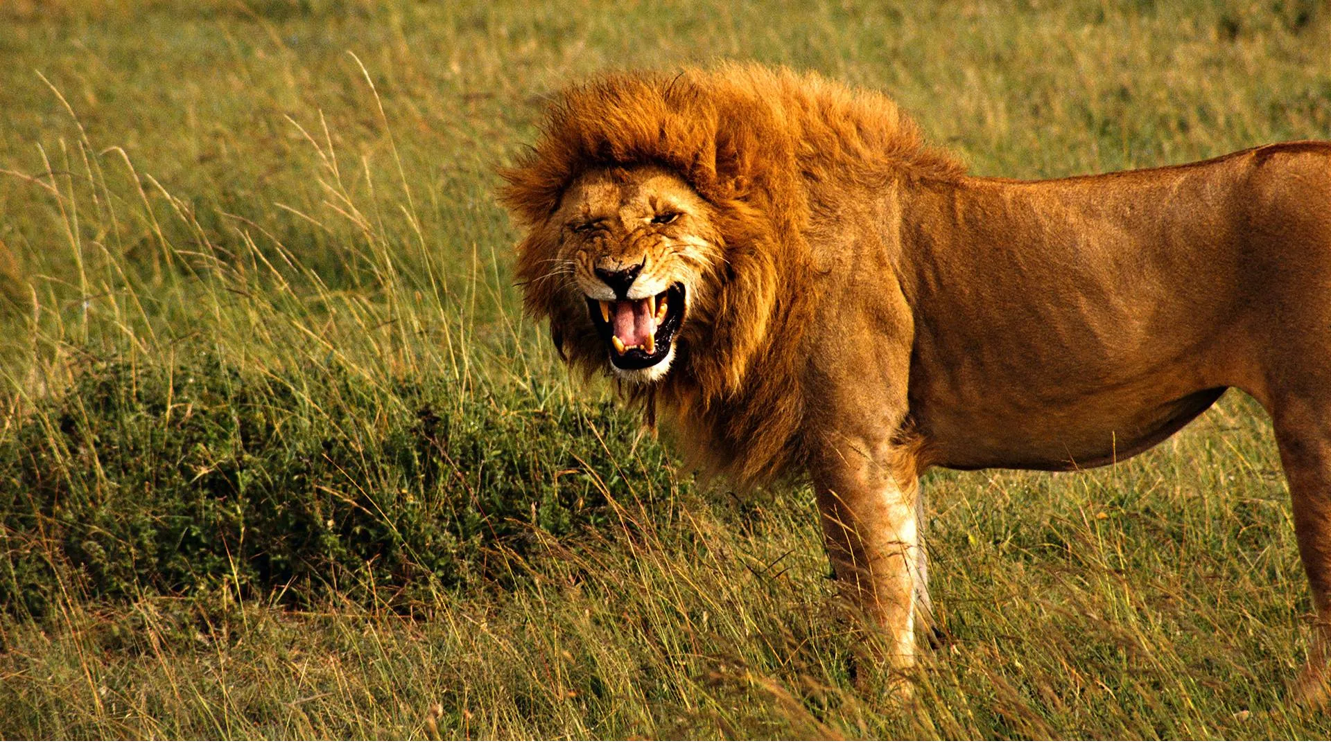 lion solo hunting desktop background 2