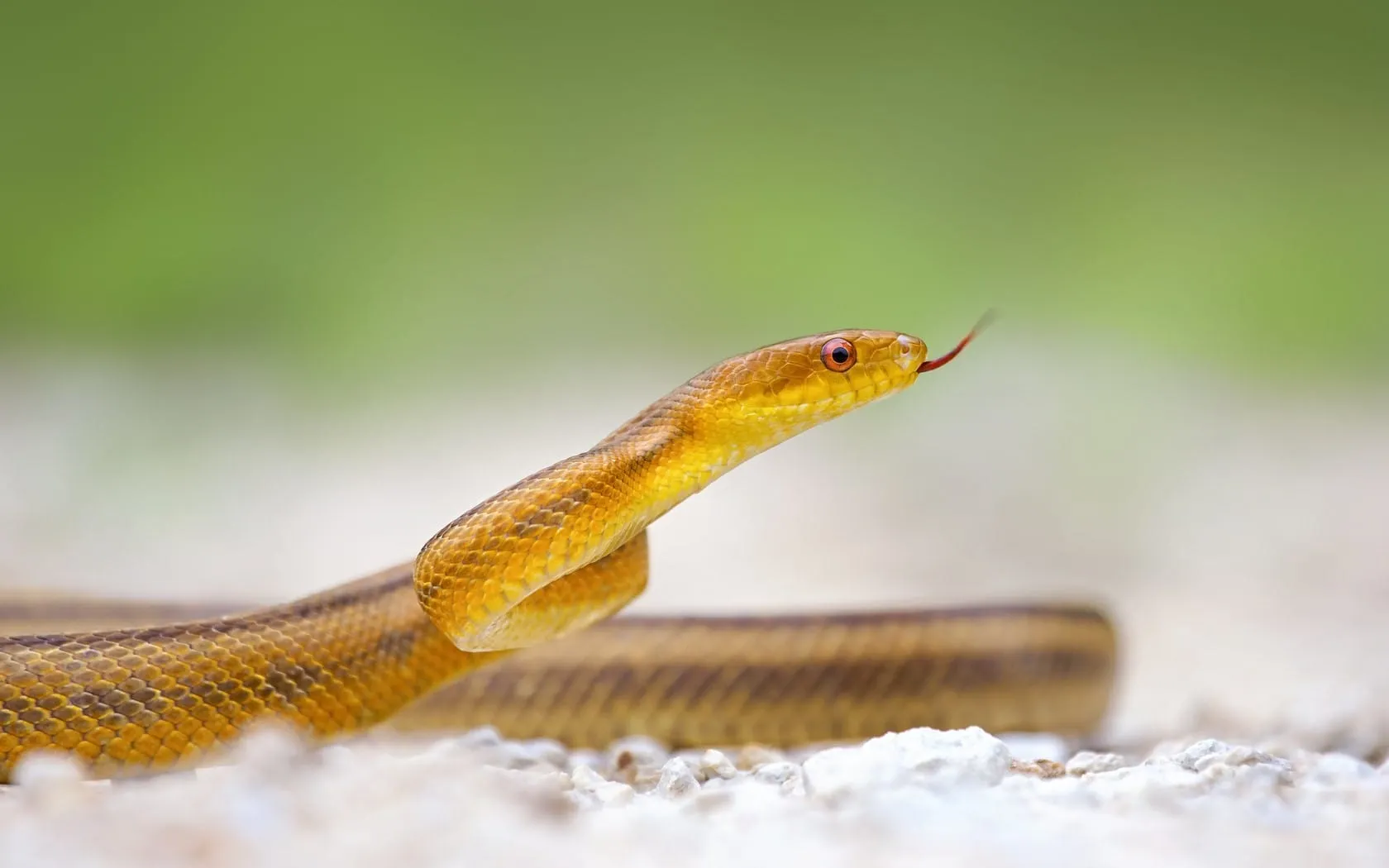 yellow snake hd desktop background wallpaper