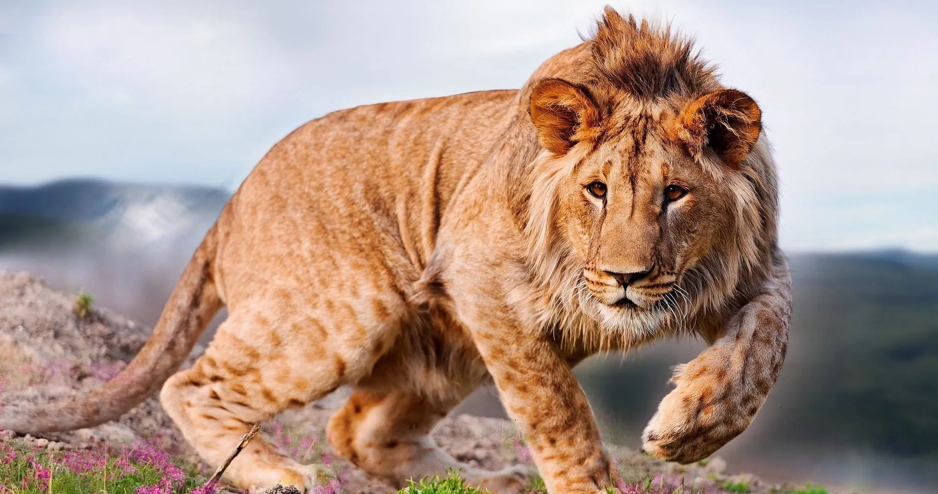 young lion solo hunting desktop background